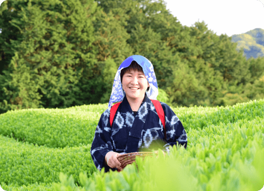 どこか懐かしい日本の原風景が広がる茶畑で茶摘み体験のイメージ画像