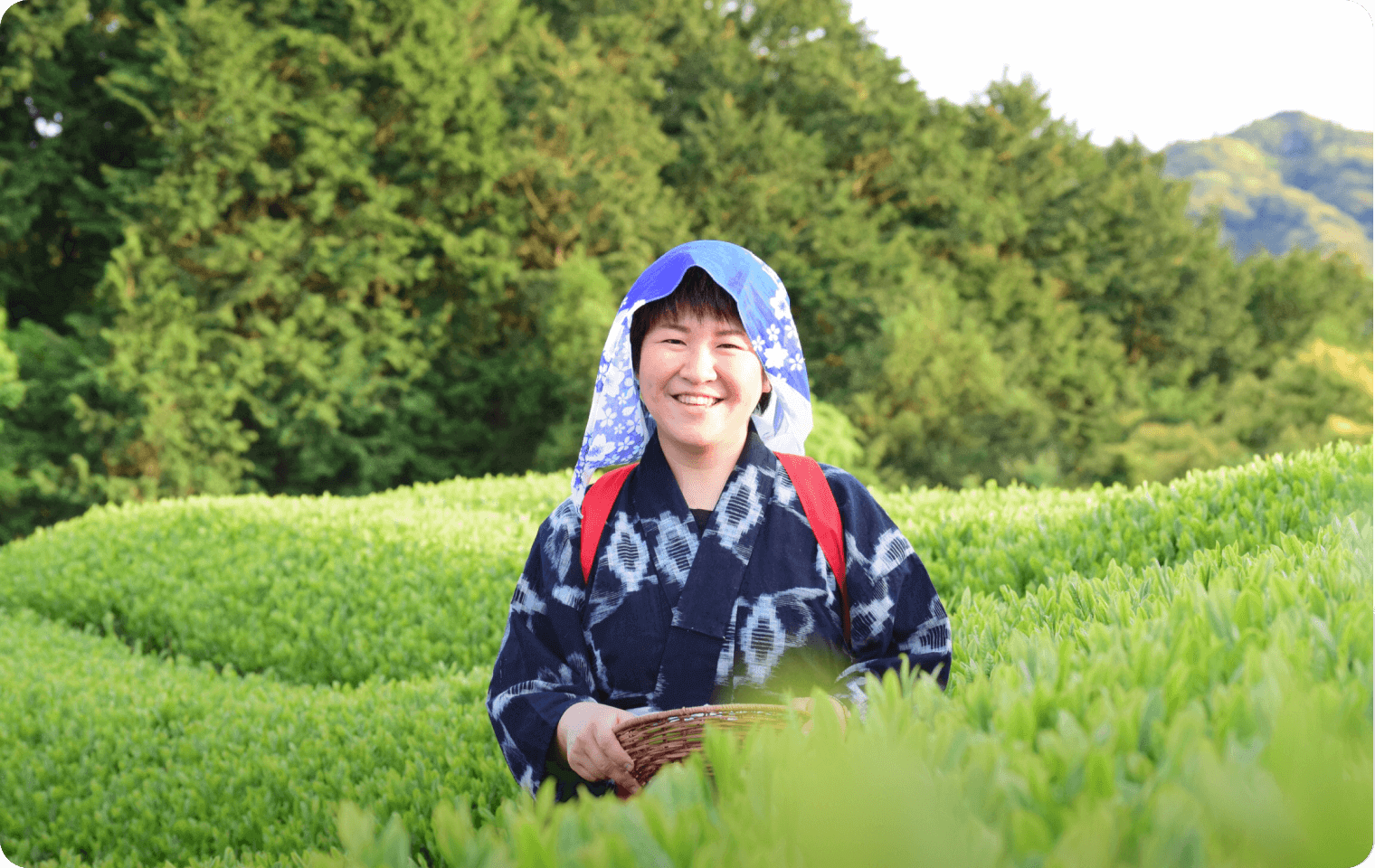 どこか懐かしい日本の原風景が広がる茶畑で茶摘み体験のイメージ画像