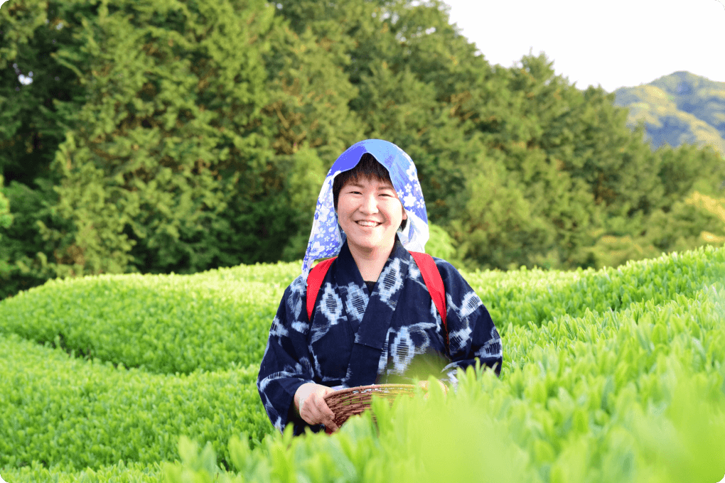 どこか懐かしい日本の原風景が広がる茶畑で茶摘み体験のイメージ画像