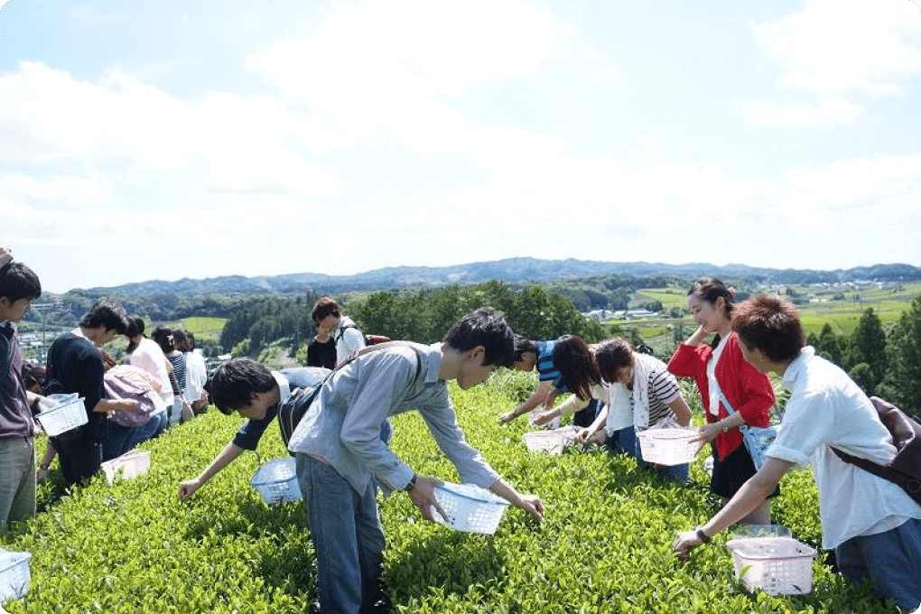 どこか懐かしい日本の原風景が広がる茶畑で茶摘み体験のイメージ画像