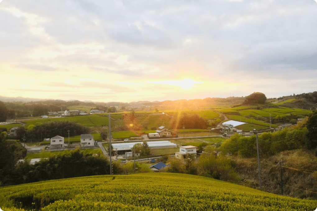 どこか懐かしい日本の原風景が広がる茶畑で茶摘み体験のイメージ画像