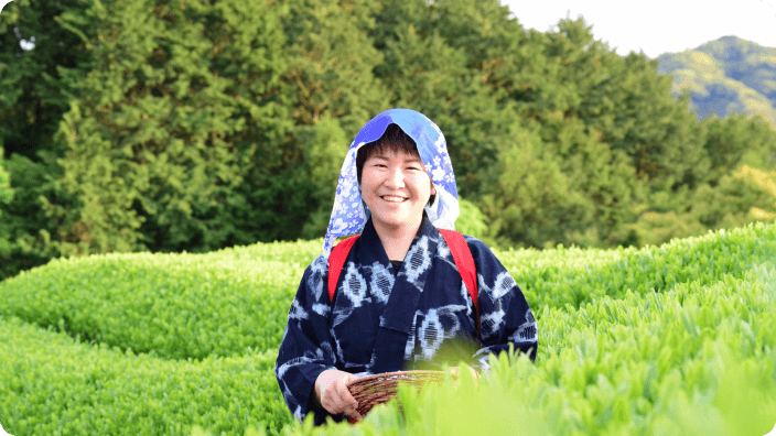 どこか懐かしい日本の原風景が広がる茶畑で茶摘み体験のイメージ画像